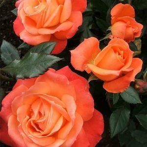 Meet your Posher, Patricia